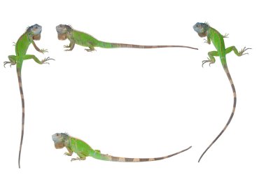 Frame of the Iguana clipart