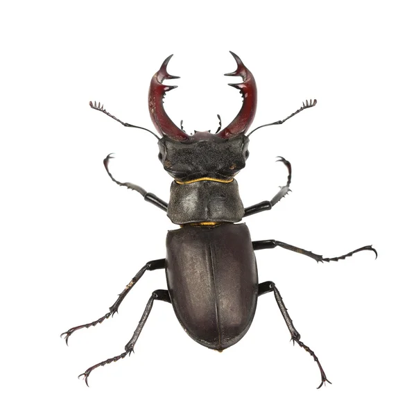 stock image A male stag beetle