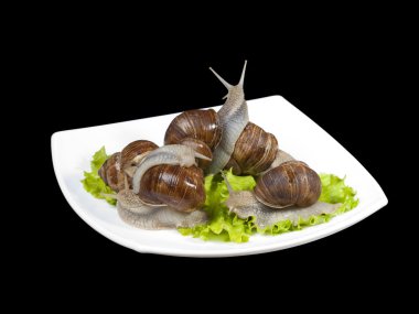 Beyaz bir plaka escargots