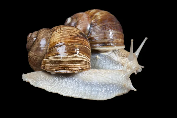 Couple of snails — Stock Photo, Image
