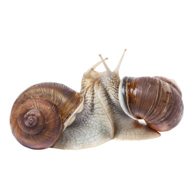 Snails make love clipart