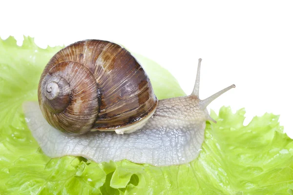 Snail on lettuce leaf — Stock Photo, Image