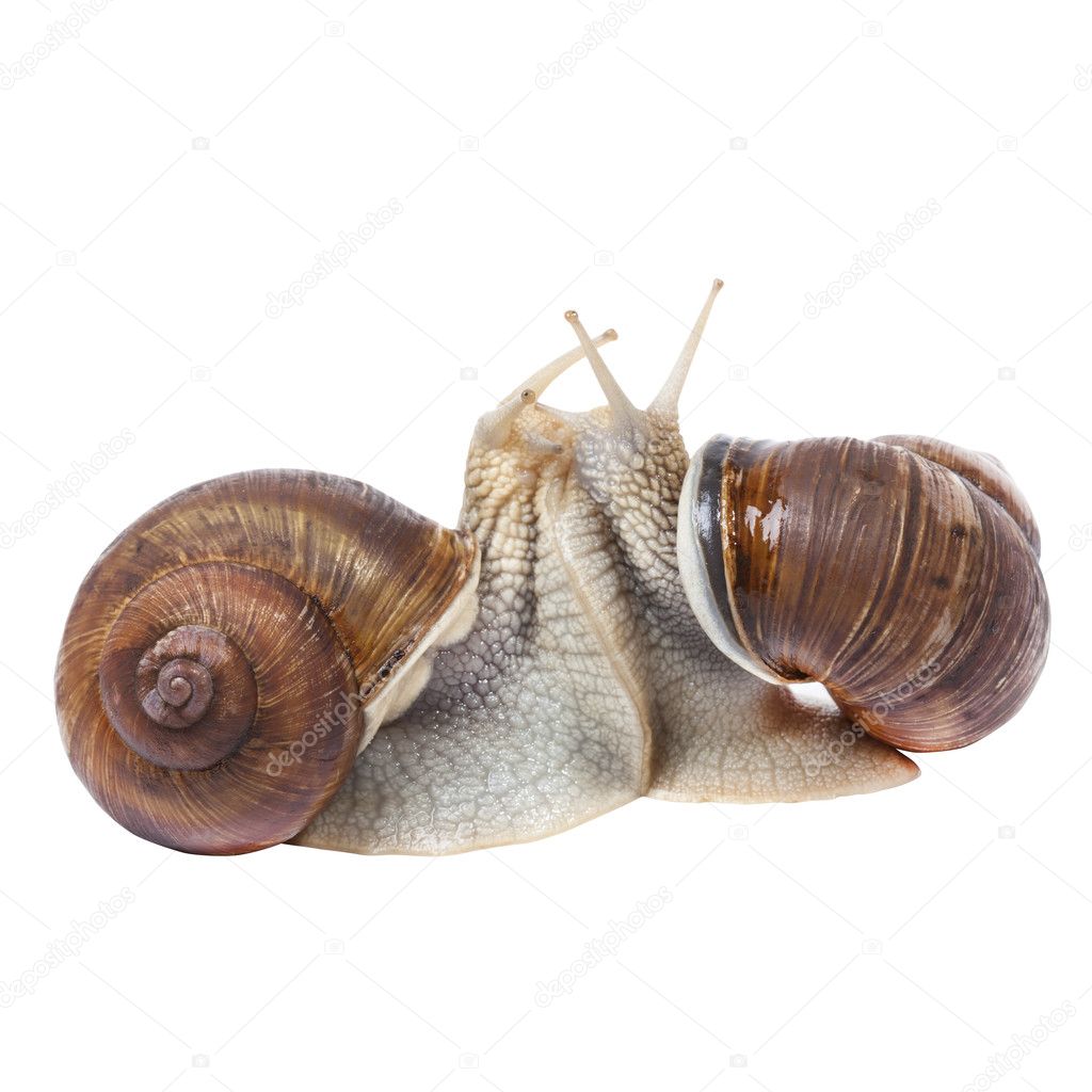 Snails make love