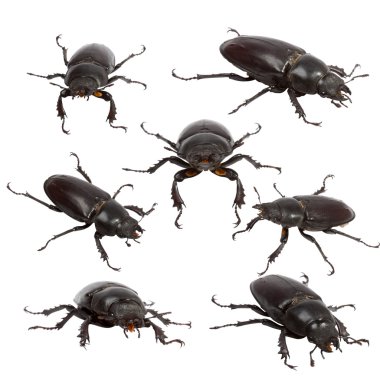 Stag beetle erkek