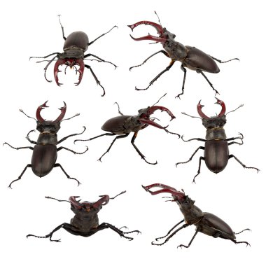 Males stag beetle clipart