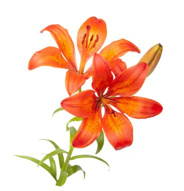 Tiger Lily clipart