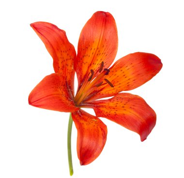 Tiger Lily clipart