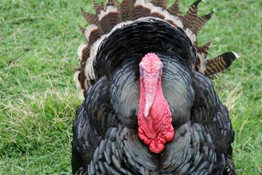Turkeycock clipart