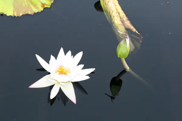 stock image Water lily in a pond