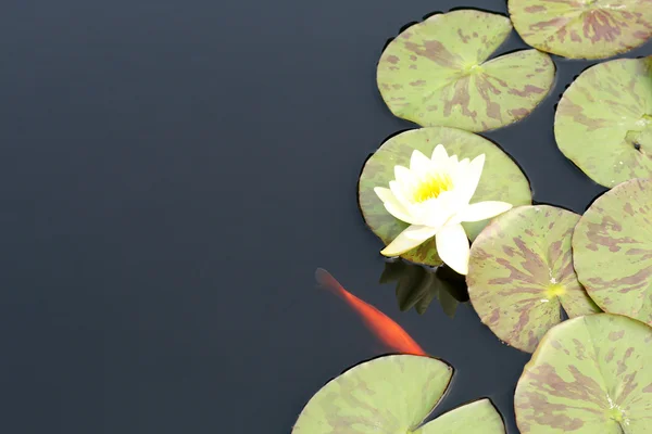 stock image Water lily in a pond