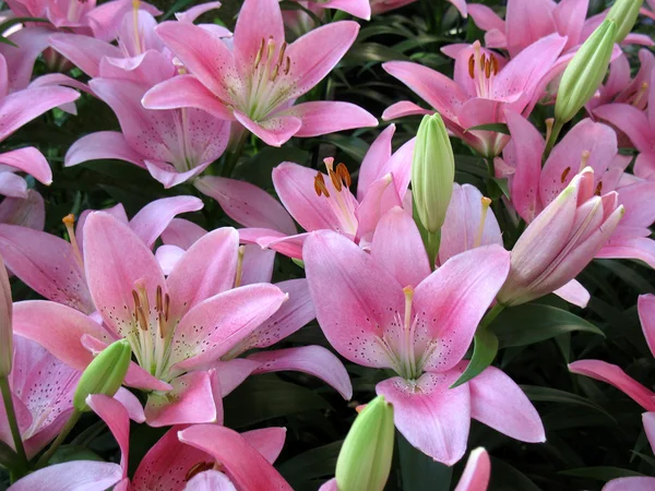 Lily in a garden — Stock Photo, Image