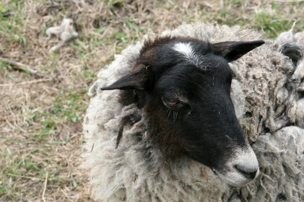Moutons à la ferme — Photo