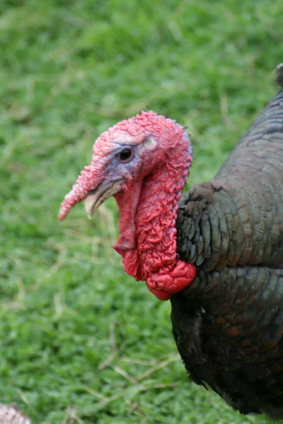 Turkeycock — ストック写真