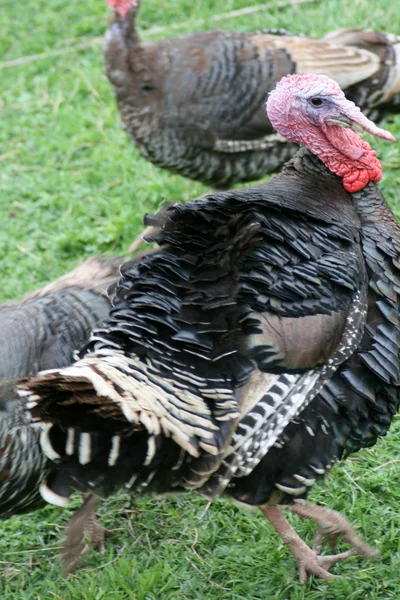 Turkeycock — Stockfoto