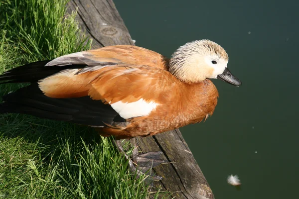 Kachna na rybník — Stock fotografie