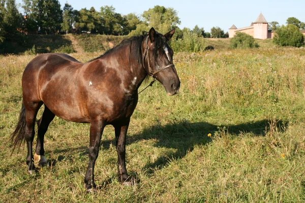 Cavalo em Suzdal Russia — Fotografia de Stock