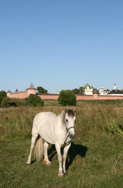 Horse in Suzdal Russia — Stock Photo, Image