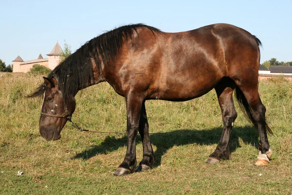 Koně v Suzdalu Rusko — Stock fotografie