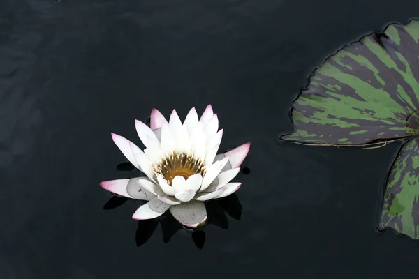 stock image Water lily in a pond