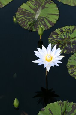 Water lily in a pond clipart