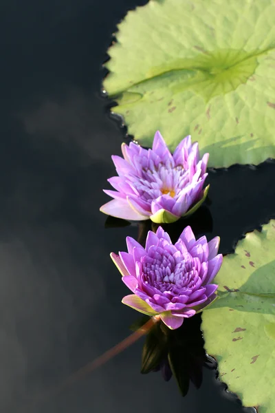 Водяные лилии в пруду — стоковое фото