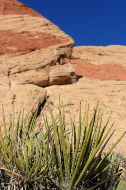 Red Rock Canyon Nevada