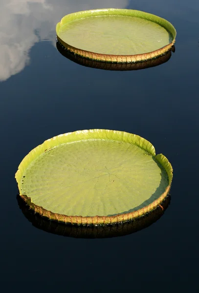 Water-platter — Stock Photo, Image
