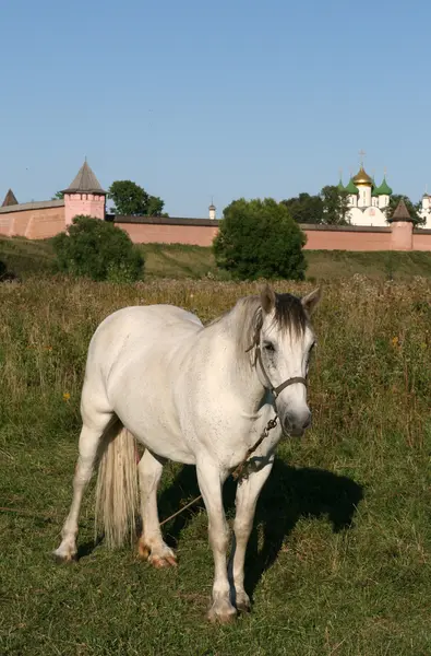 Horse in Suzdal Russia — Stock Photo, Image