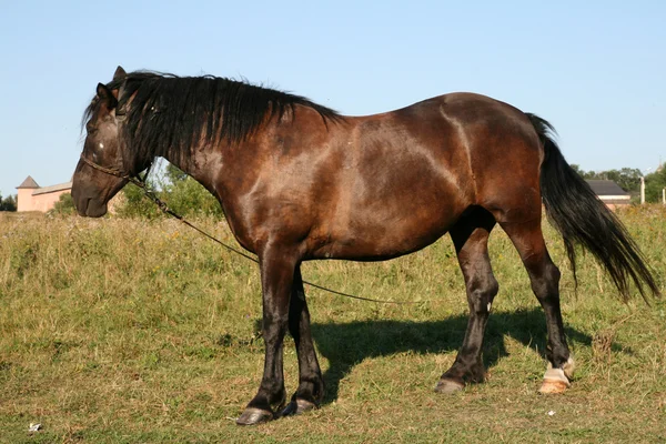 Лошадь в Суздале — стоковое фото