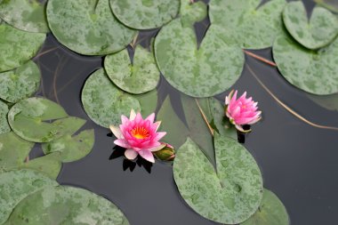 Water lilies in a pond clipart