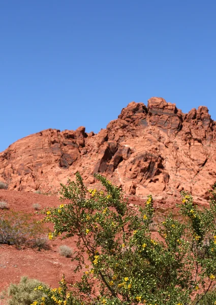 Vallée du feu Nevada — Photo