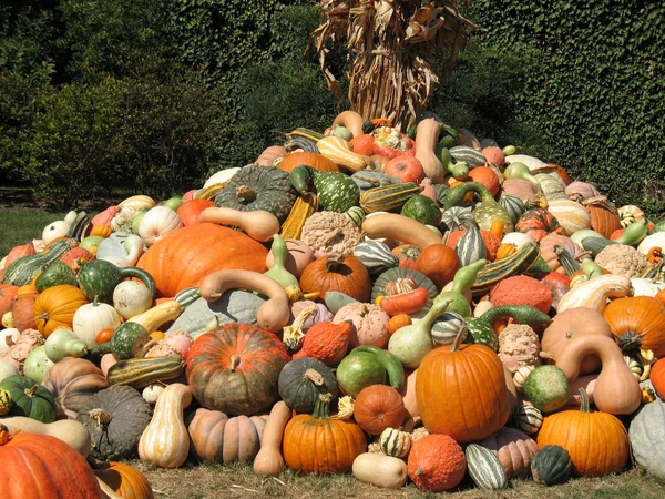 stock image Harvest