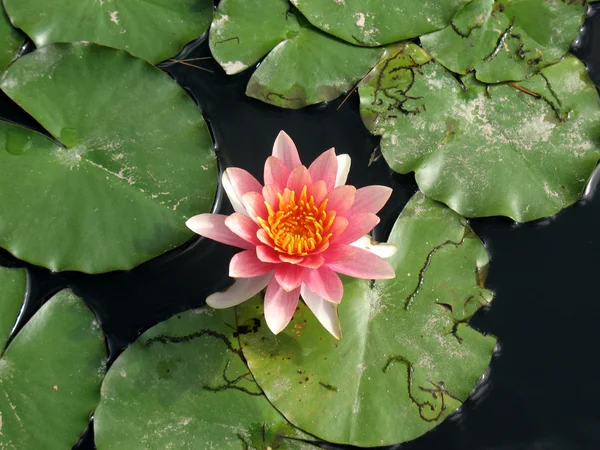 池塘里的睡莲 — 图库照片