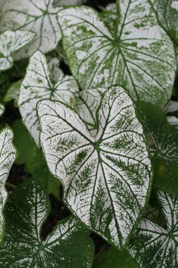 Caladium