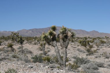 Bahar dağlar nevada