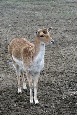 nadasa geyik