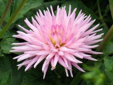 Bahçedeki Dahlia