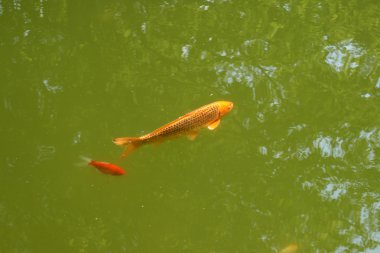 Dekoratif carps ya da koi