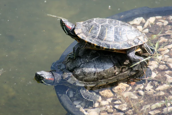 Черепахи — стоковое фото