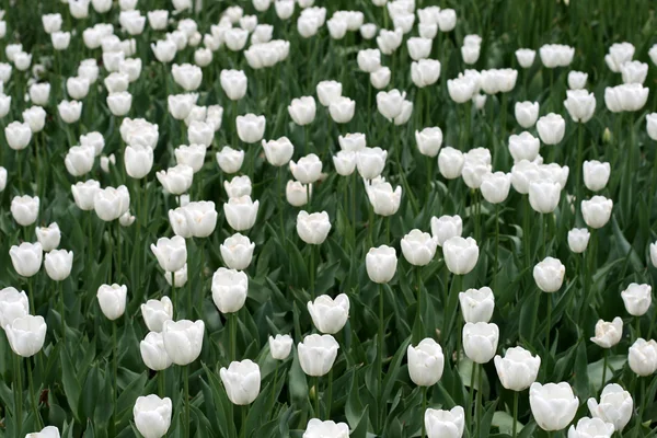 stock image Tulips