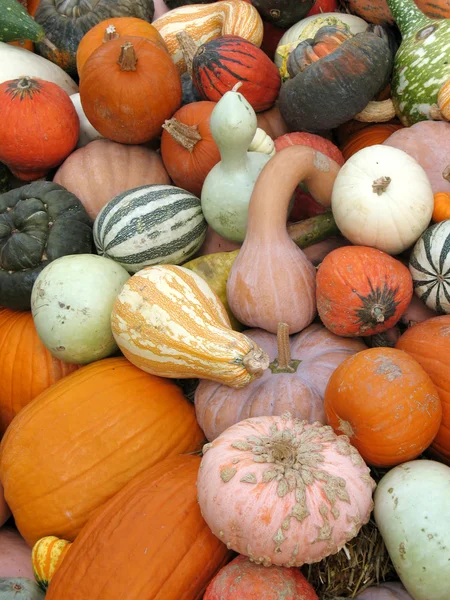 Pumpkins and gourds — Stock Photo © slowbird #5603348