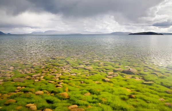 Pedras e algas vistas através da água — Fotografia de Stock