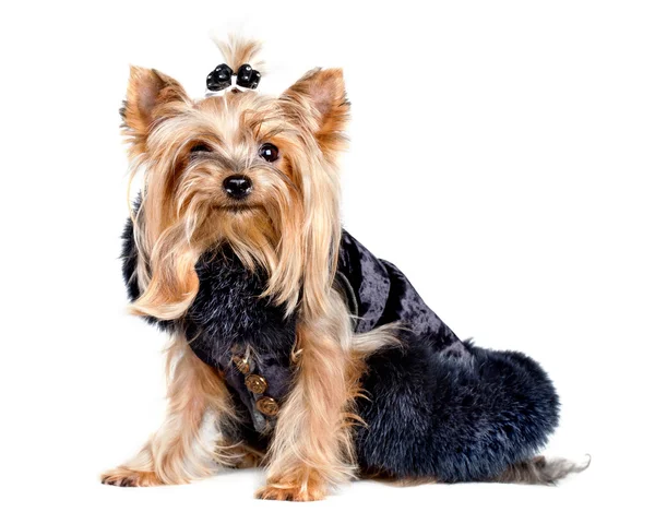 Yorkshire terrier dog in black clothes — Stock Photo, Image