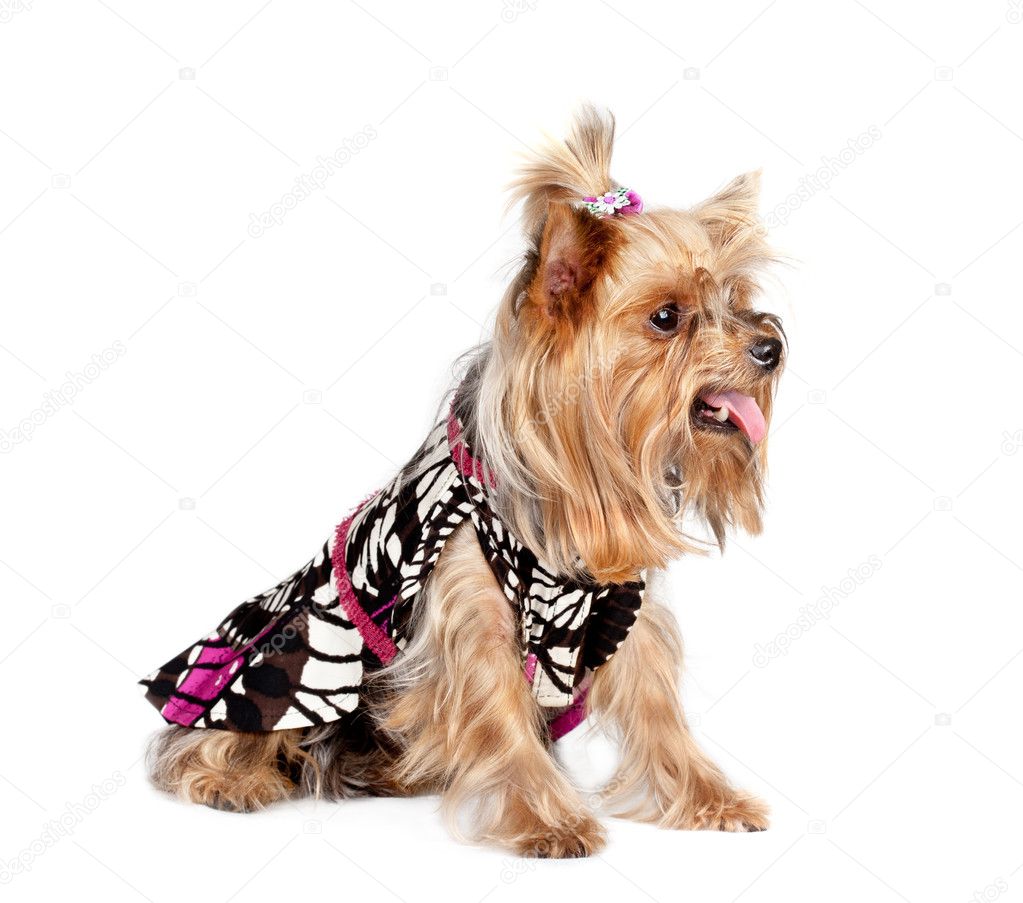 Yorkshire terrier dog in the clothes