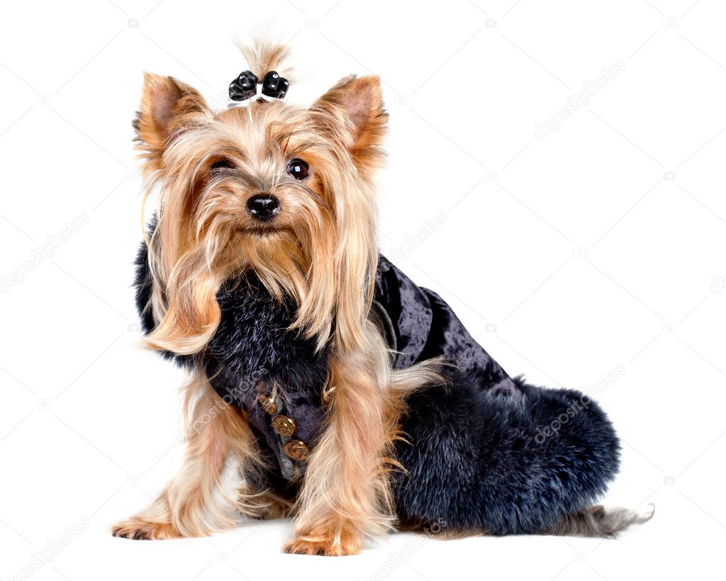 Yorkshire terrier dog in black clothes