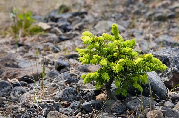 stock image Small nothern spruce