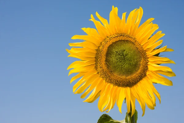 Single sunflower on blue — Stock Photo, Image