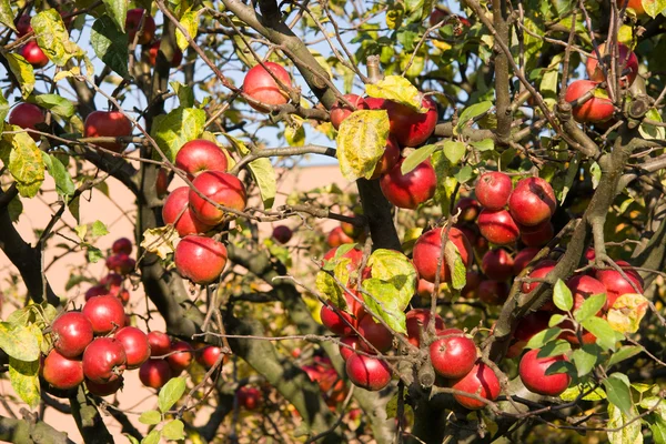 Красные и спелые яблоки на дереве в саду — стоковое фото