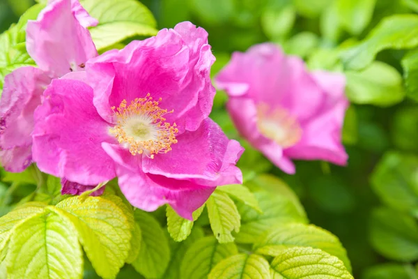 Roze wild rose bloemen in de lente — Stockfoto