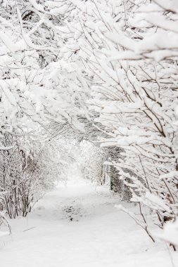 Path and trees coveres by snow